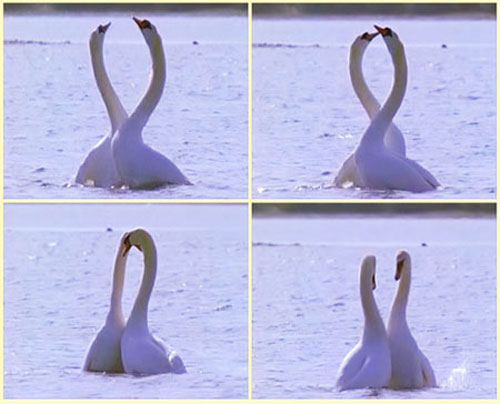 Минус любовь лебедем. «Танец лебедей». Брачные танцы лебедей. Танцующие лебеди. Свадебный танец и лебеди.
